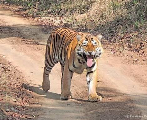 ट्रैप कैमरे, पगमार्क और डीएनए नमूनों से तय होगा बाघ का असली आंकड़ा 2 1758100275 WhatsApp Image 2025 09 17 at 14.36.44